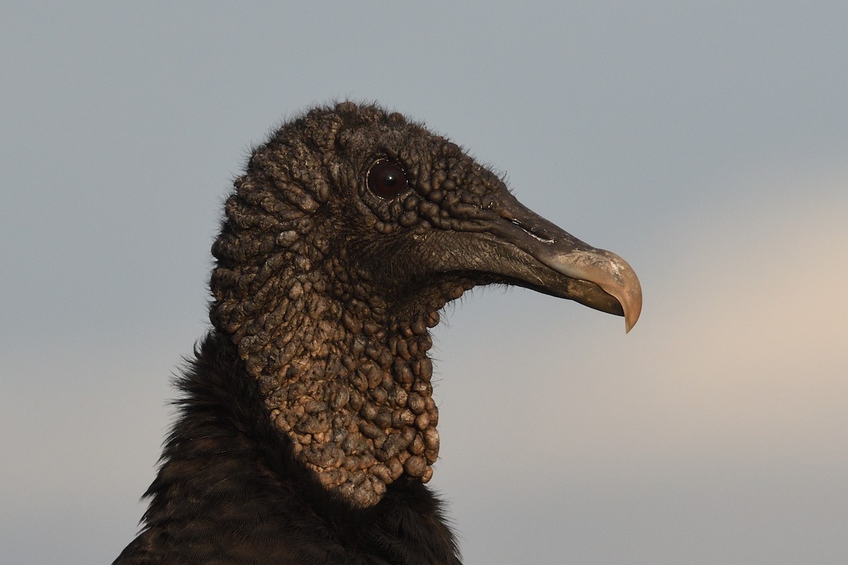 Black Vulture - ML620741240