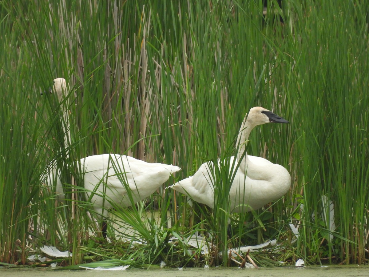 Trumpeter Swan - ML620741241