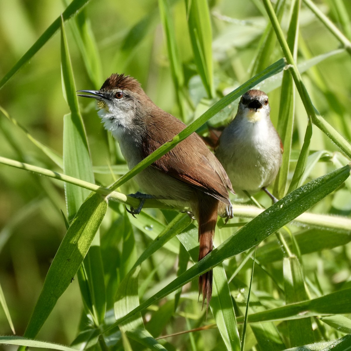 Yellow-chinned Spinetail - ML620741243