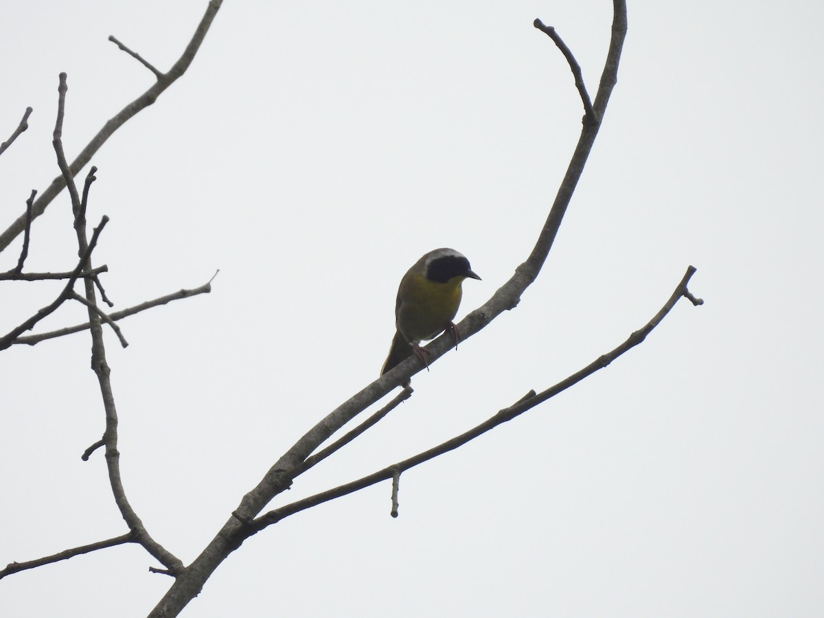 Common Yellowthroat - ML620741245