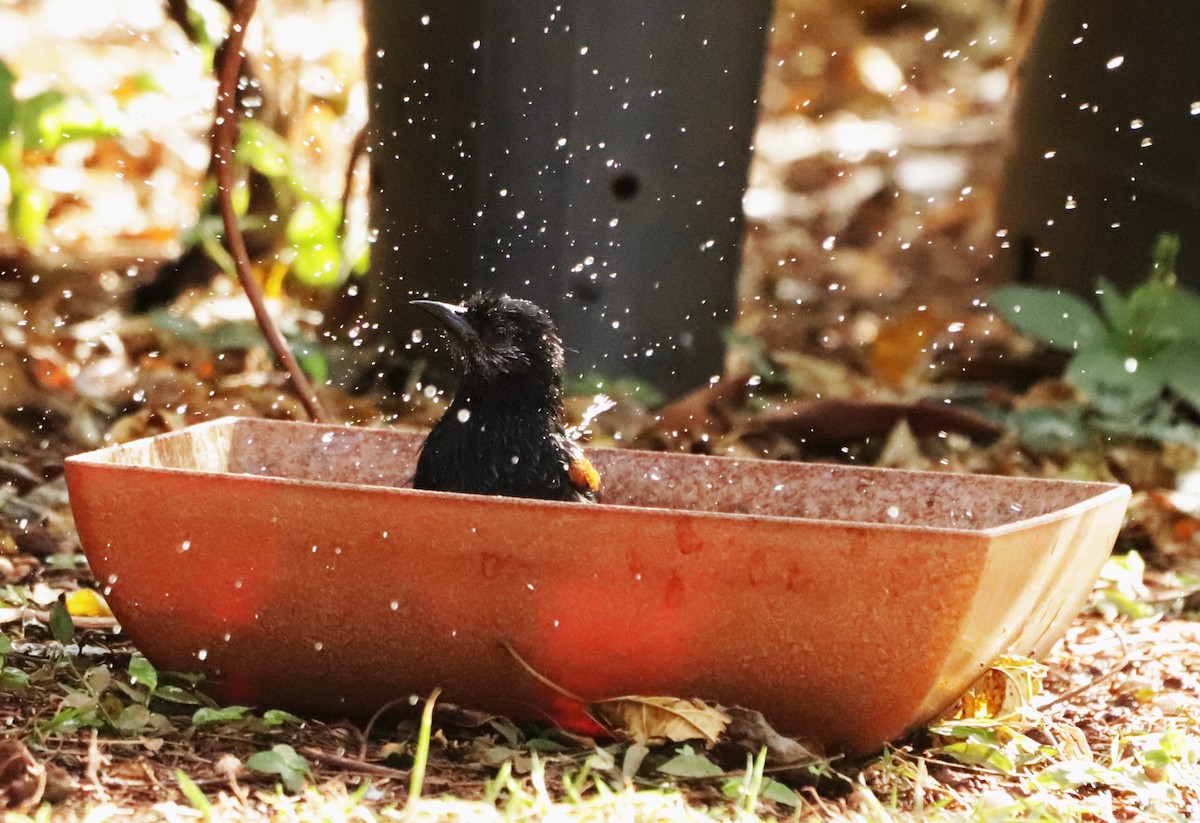 Variable Oriole - Suzana Arakaki