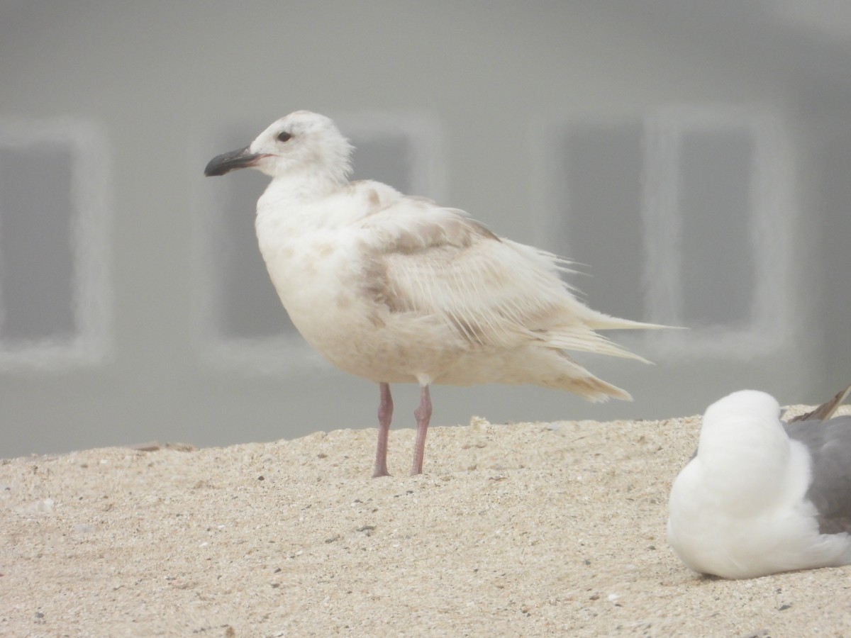 goéland sp. (Larus sp.) - ML620741249