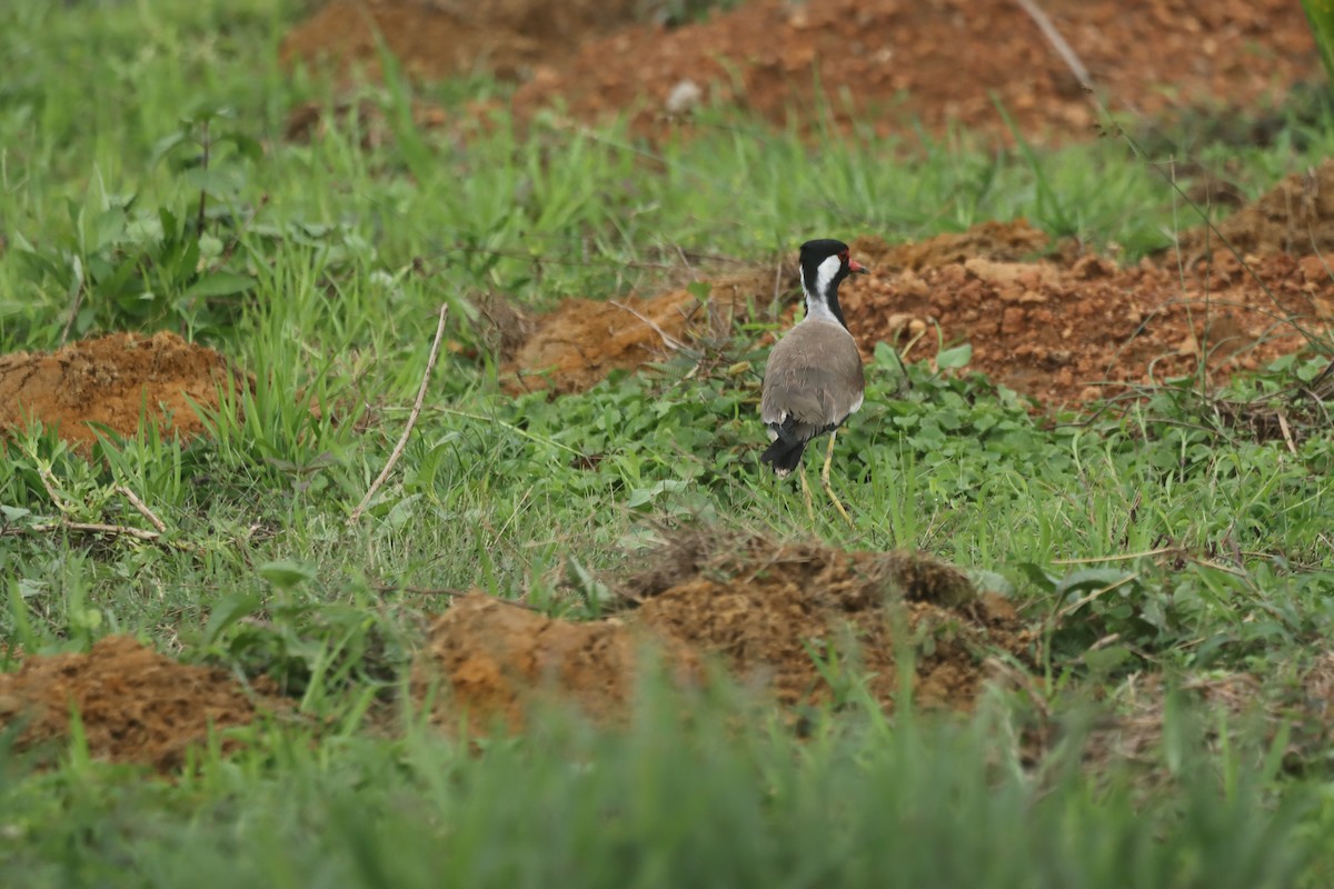 Red-wattled Lapwing - ML620741250