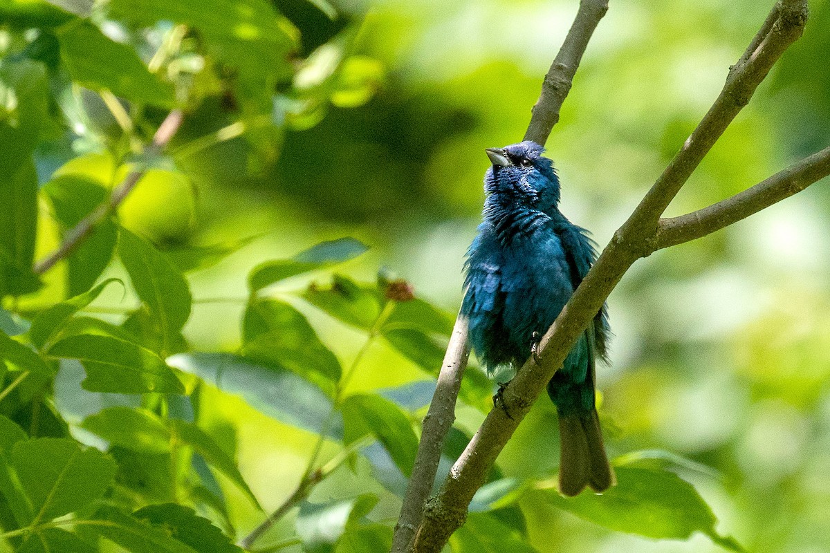 Indigo Bunting - ML620741256