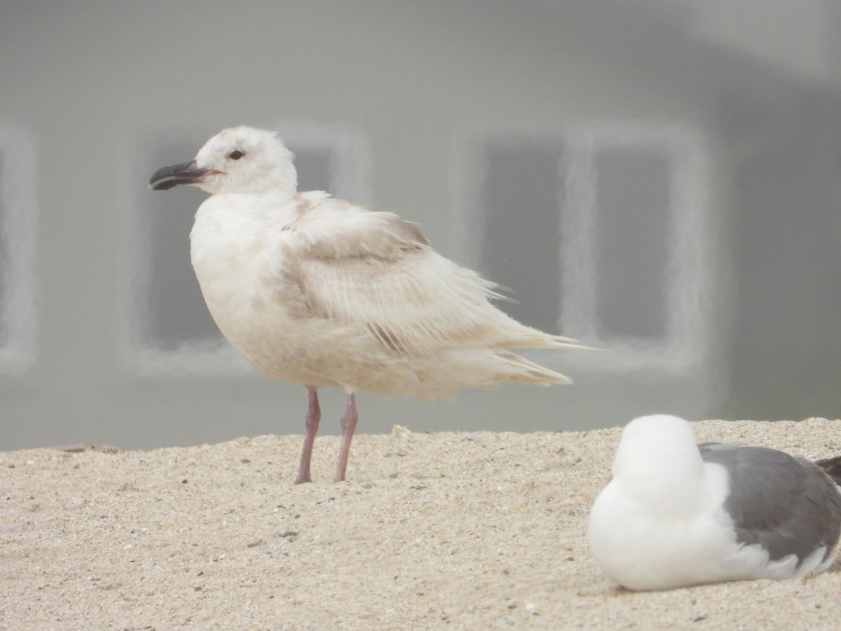 Gaviota (Larus) sp. - ML620741261