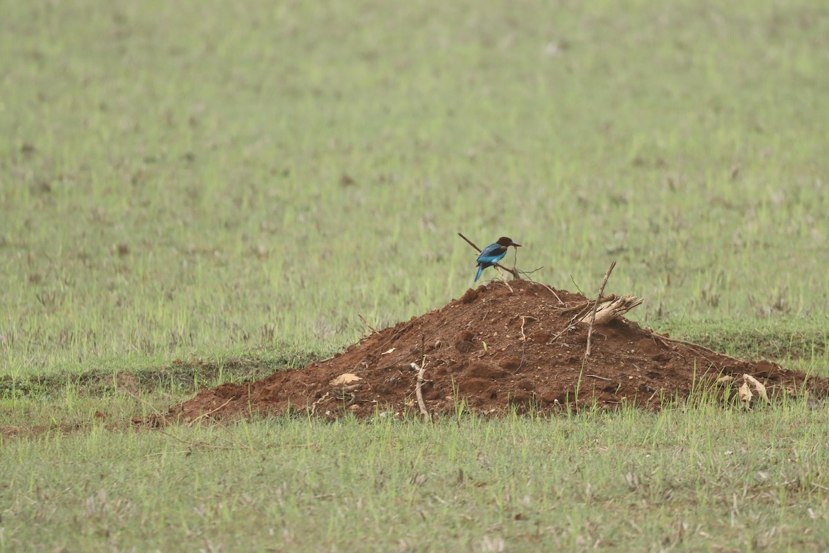 White-throated Kingfisher - PRABHAKAR GUJJARAPPA