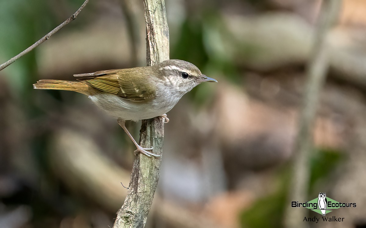 Mosquitero Paticlaro - ML620741263