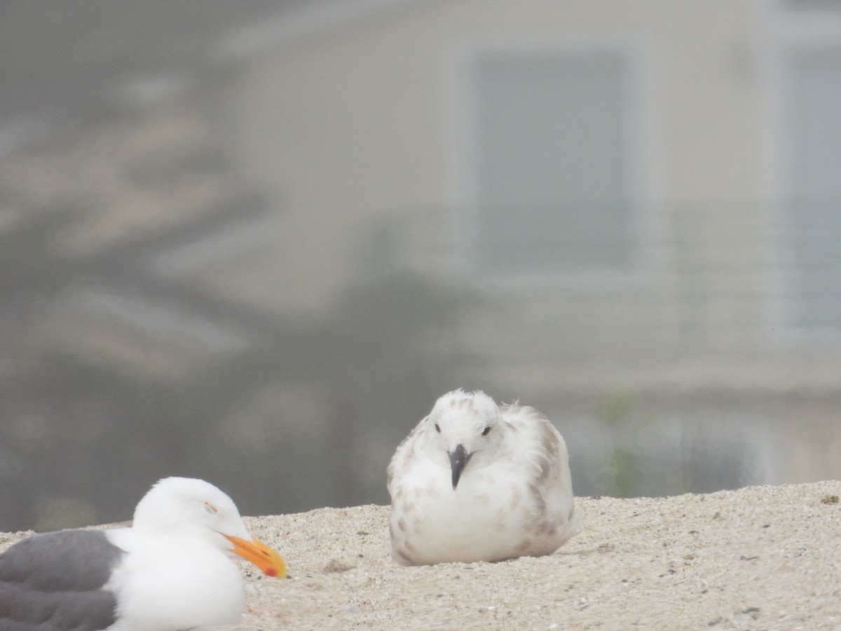 Gaviota (Larus) sp. - ML620741266