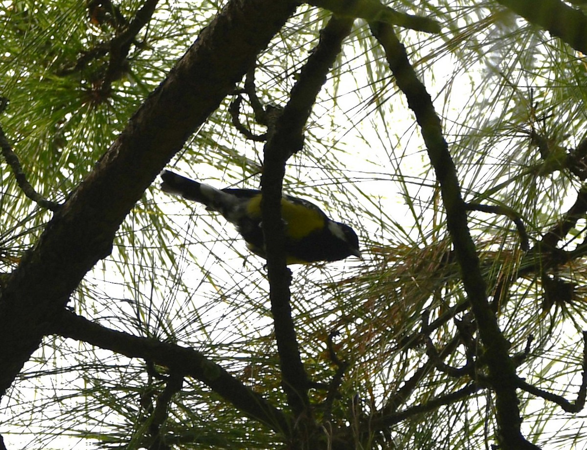 Green-backed Tit - ML620741267