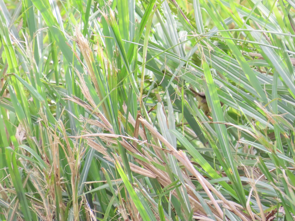 Taiwan Bush Warbler - ML620741282