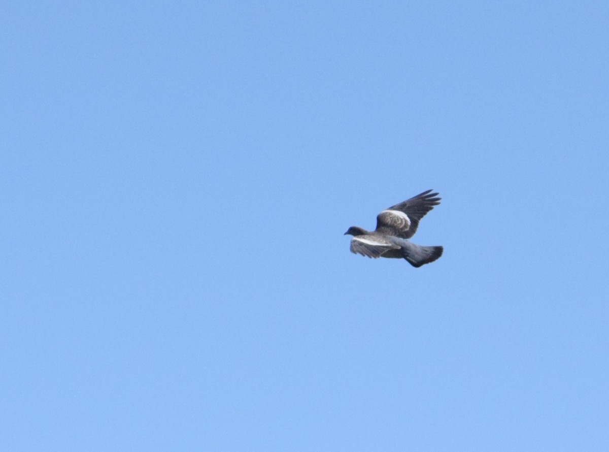 Spot-winged Pigeon - ML620741292