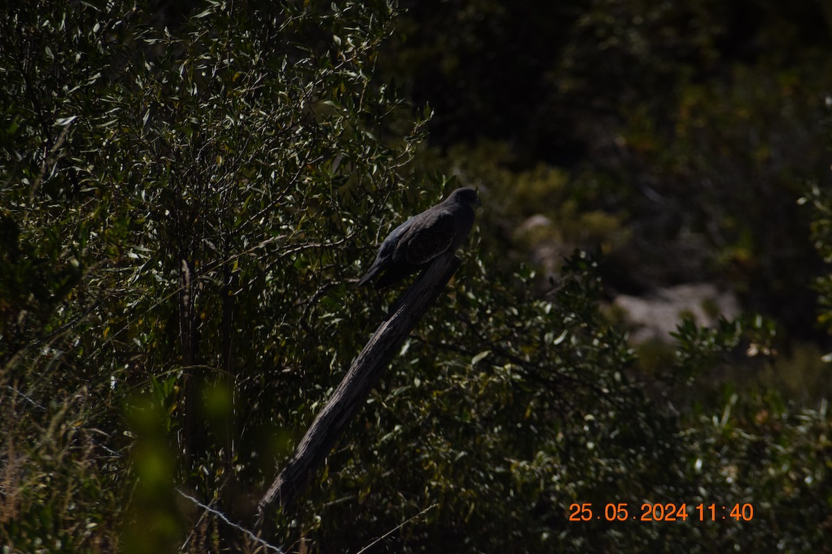 Spot-winged Pigeon - ML620741293