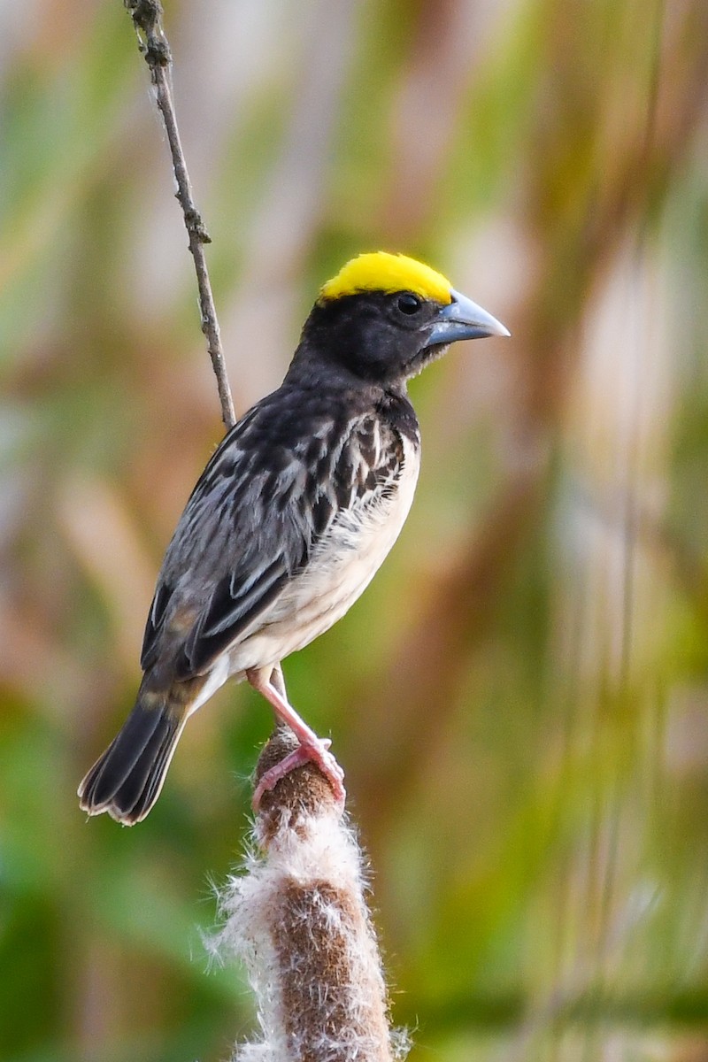 Black-breasted Weaver - ML620741307