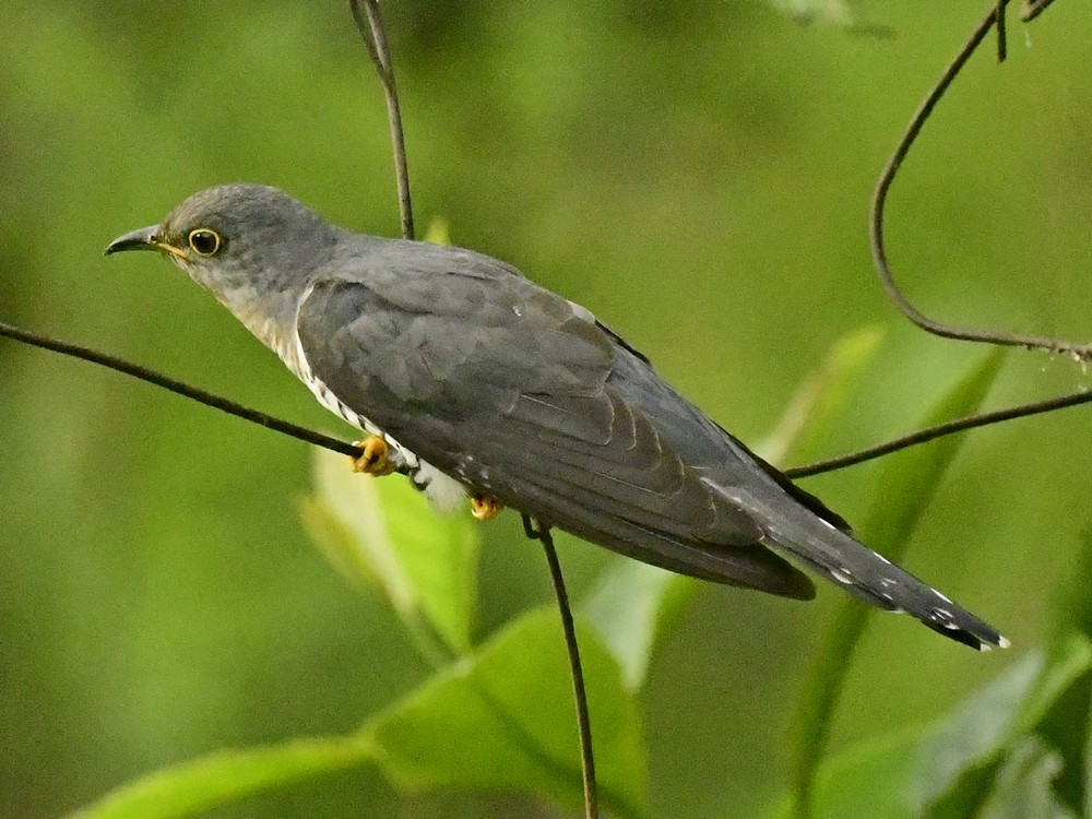 kukačka čínská - ML620741308