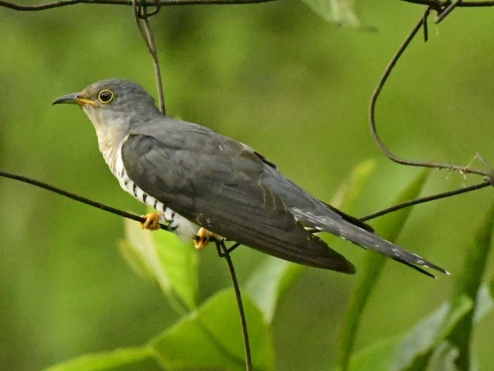 kukačka čínská - ML620741309