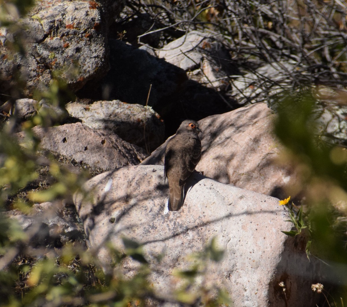 Bare-faced Ground Dove - ML620741312