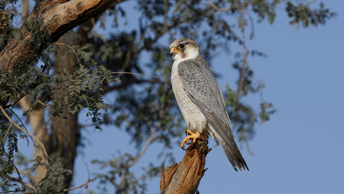 Peregrine Falcon (Red-capped) - ML620741314