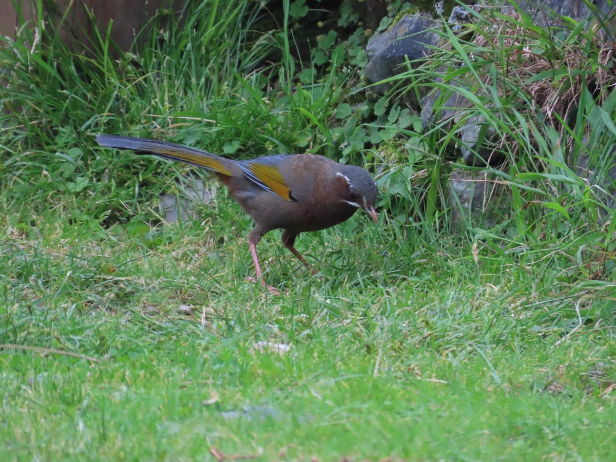 White-whiskered Laughingthrush - ML620741324