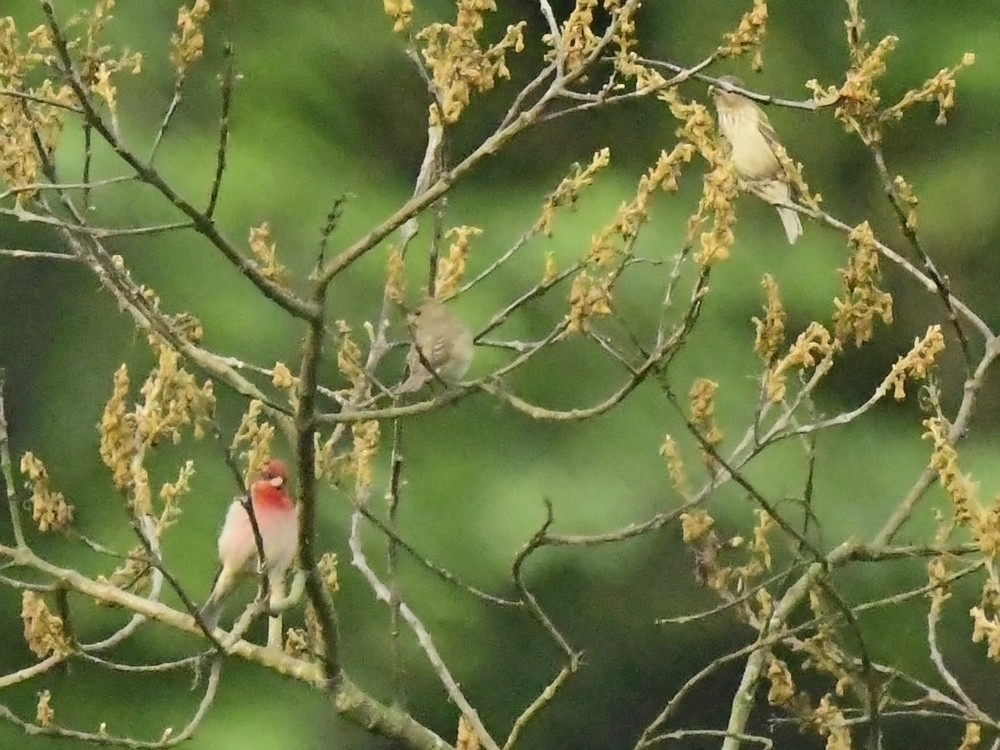 hýl tmavý - ML620741326