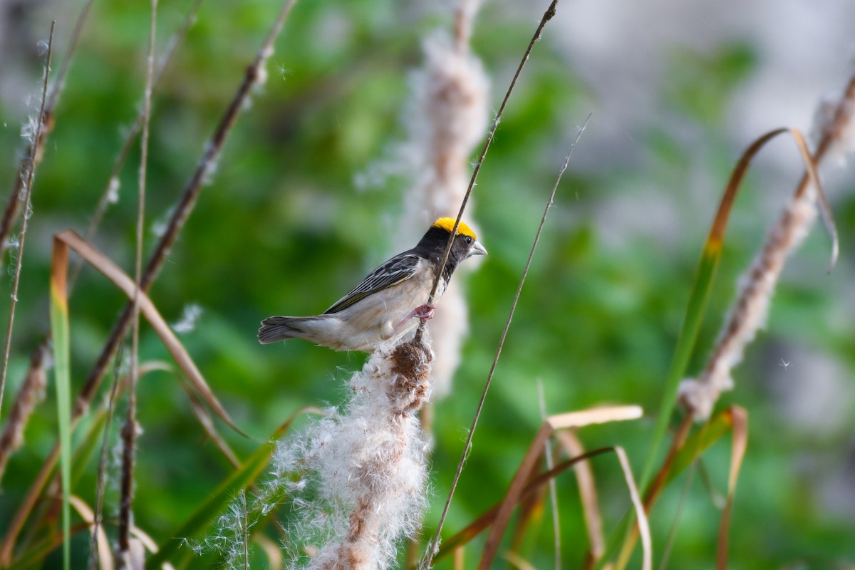 Black-breasted Weaver - ML620741327