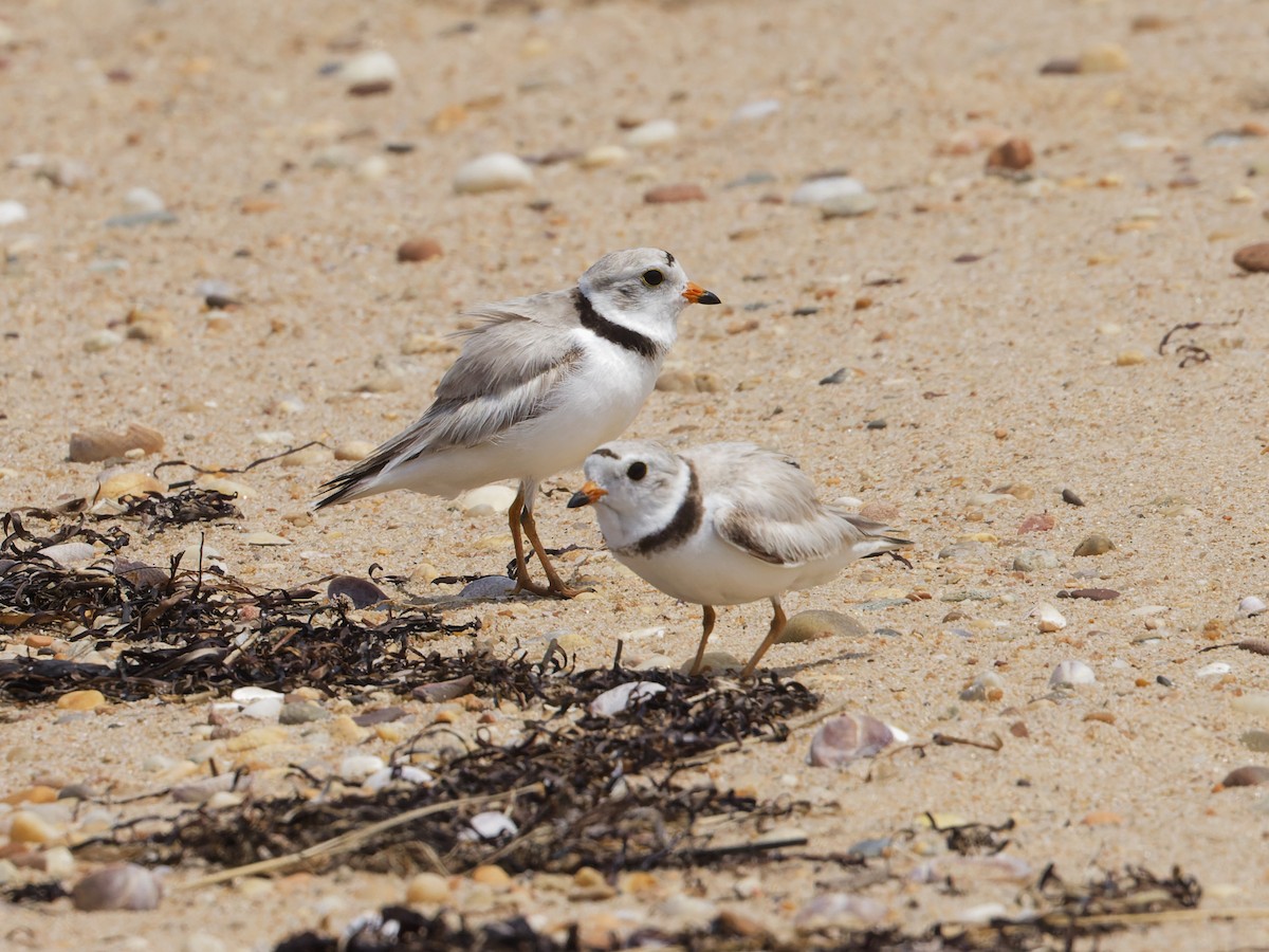 Piping Plover - ML620741332