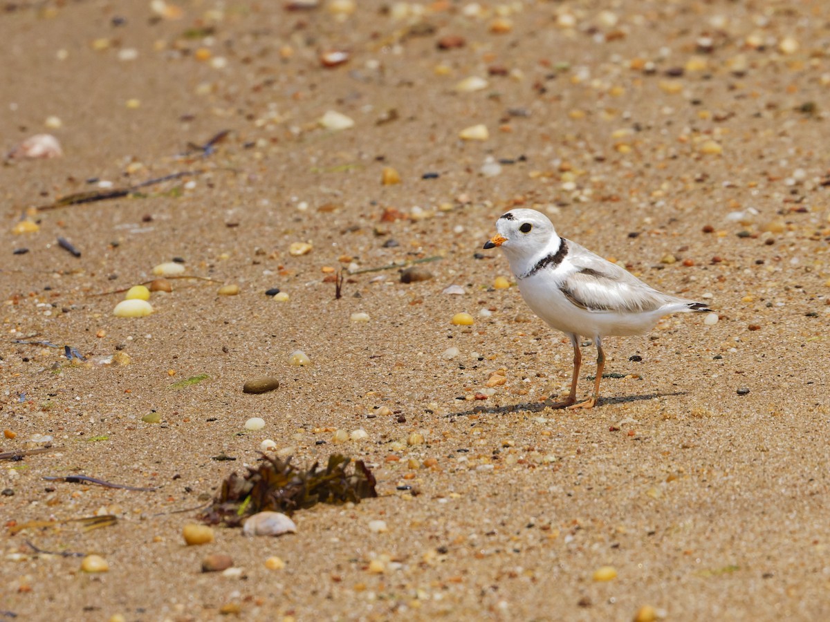 Piping Plover - ML620741333