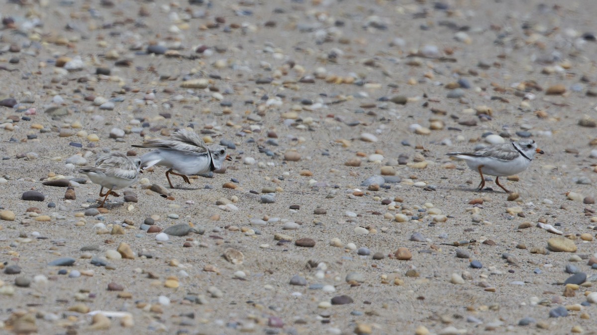 Piping Plover - ML620741334