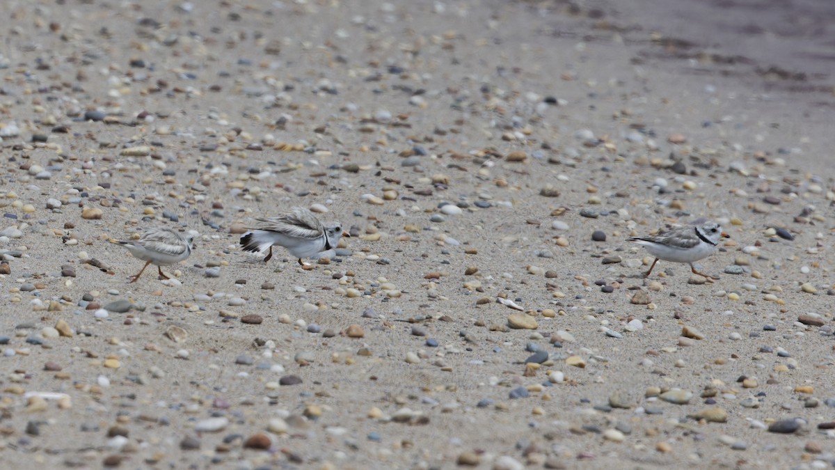Piping Plover - ML620741335