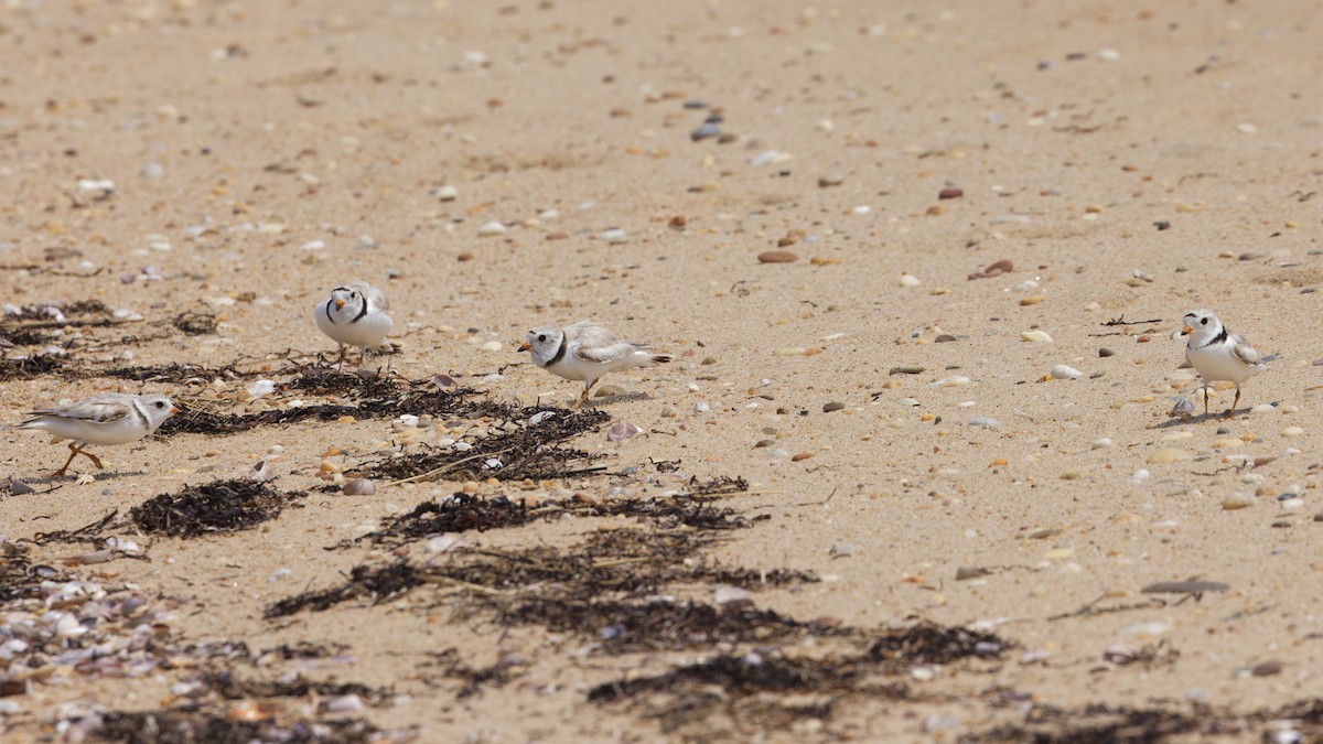 Piping Plover - ML620741336