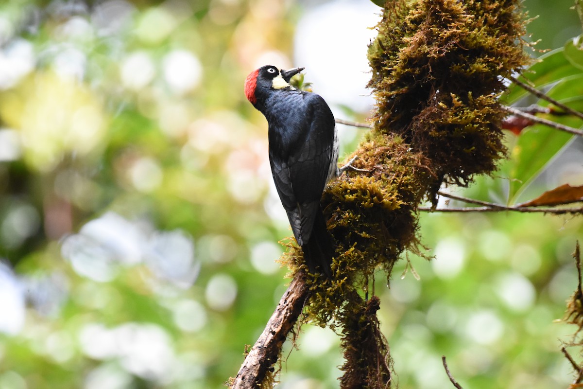 Acorn Woodpecker - ML620741337