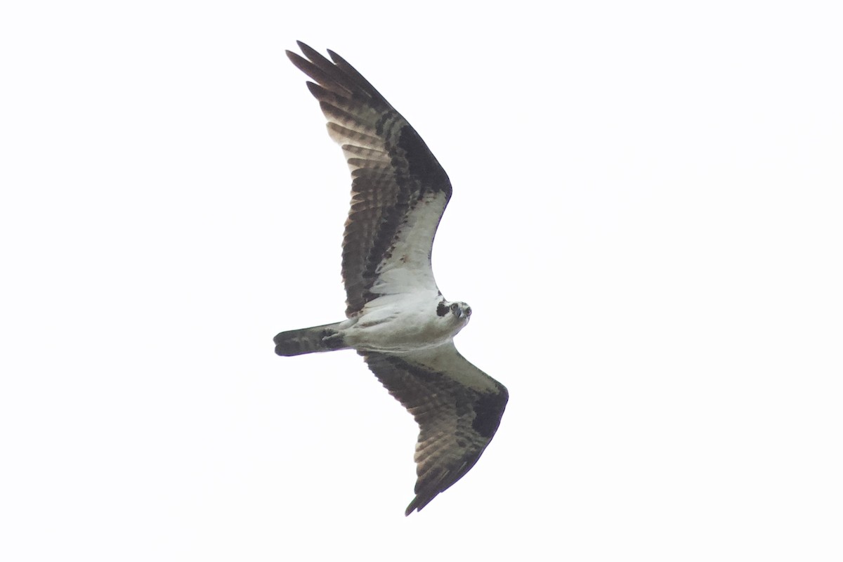 Osprey - ML620741338