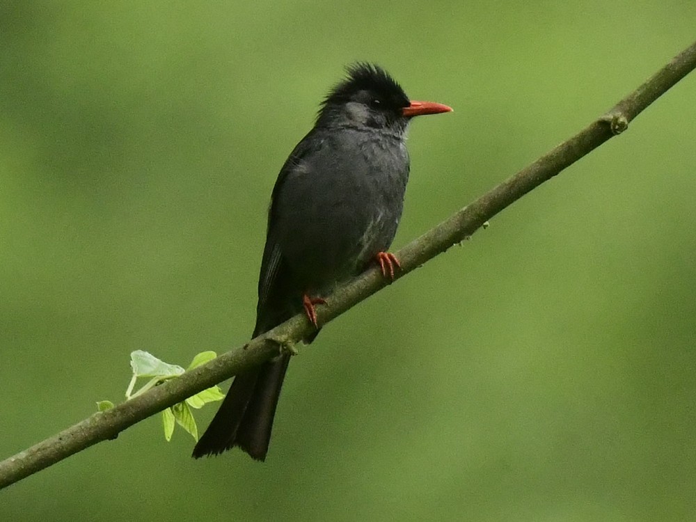 Bulbul Negro - ML620741347