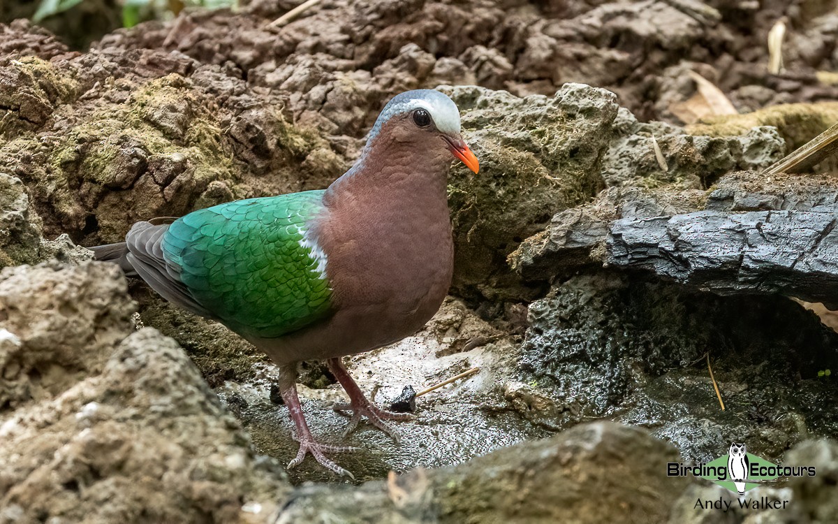 Asian Emerald Dove - ML620741348