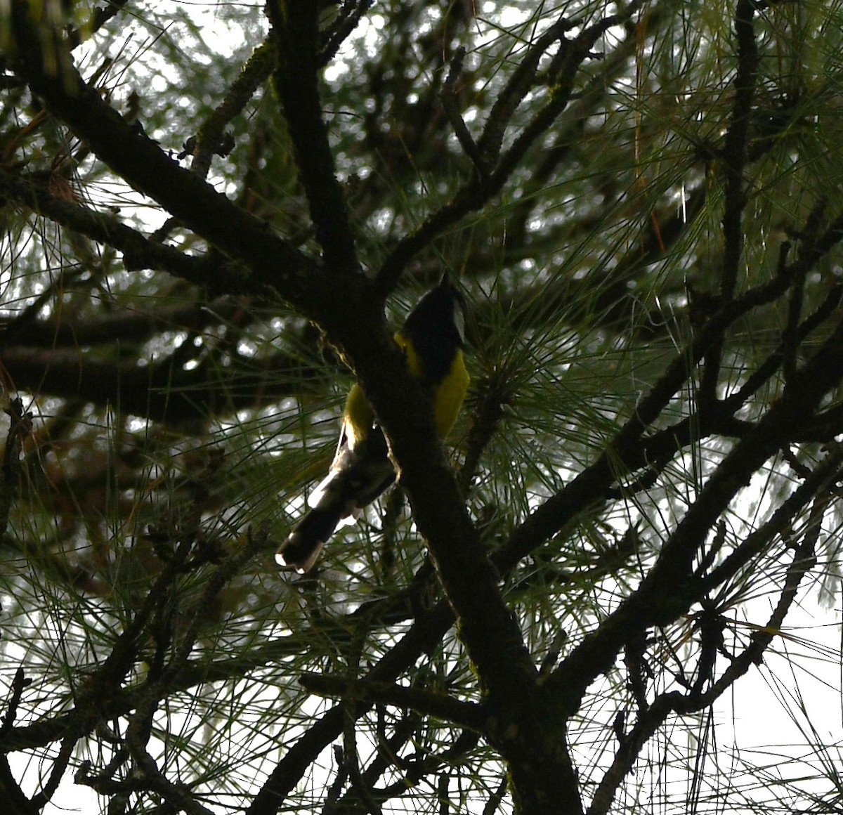 Green-backed Tit - ML620741349