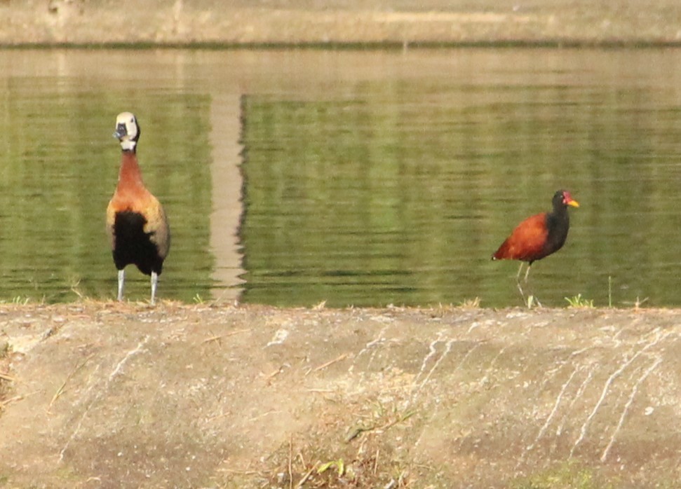 Wattled Jacana - ML620741350