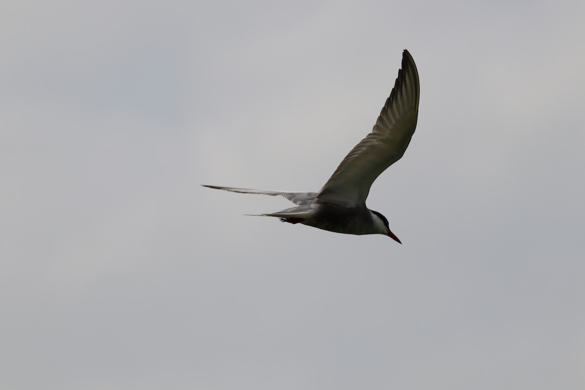 Whiskered Tern - ML620741355