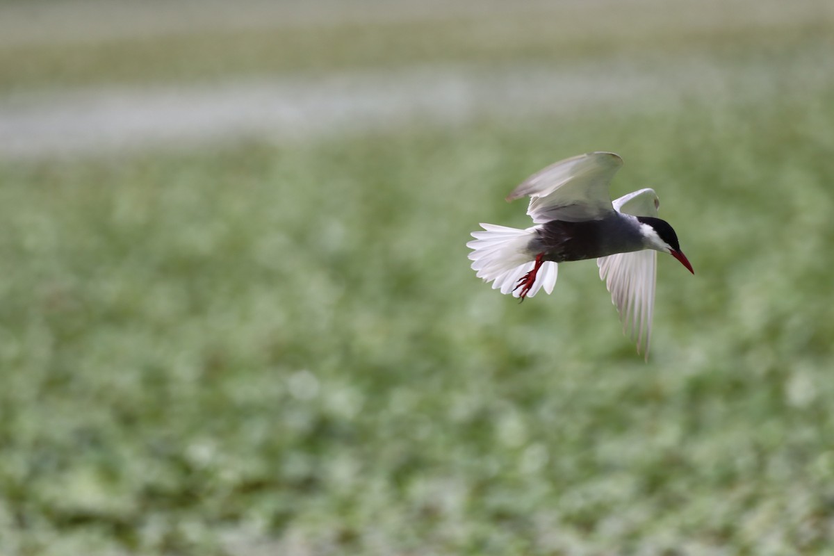 Whiskered Tern - ML620741356