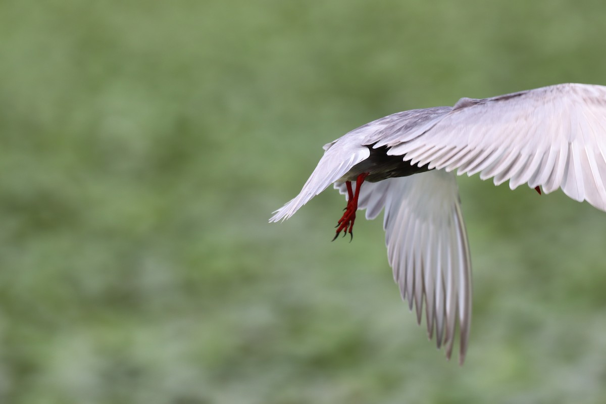 Whiskered Tern - Dean Veselinovich