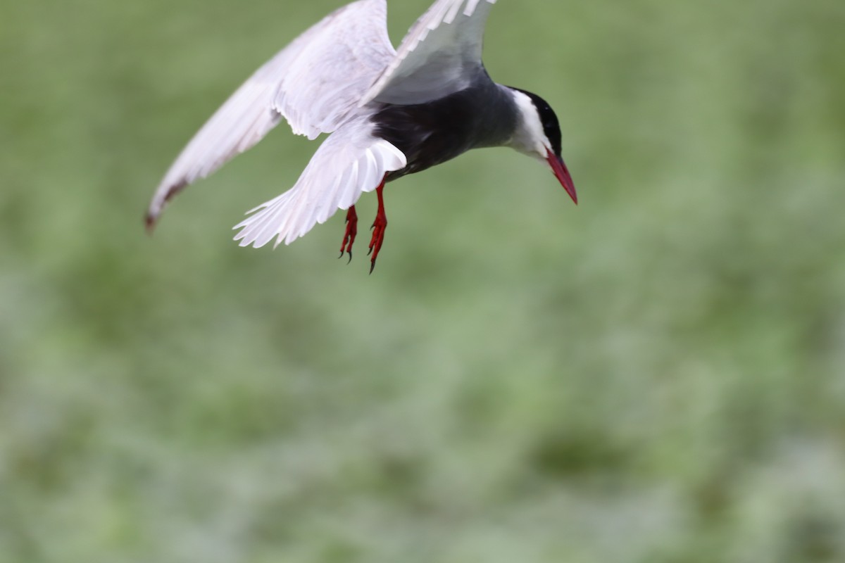 Whiskered Tern - ML620741359