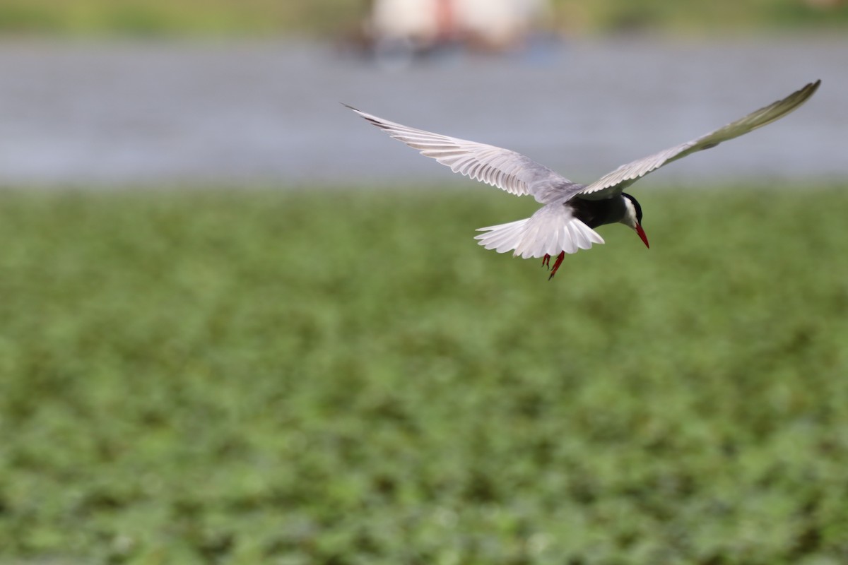 Whiskered Tern - ML620741361