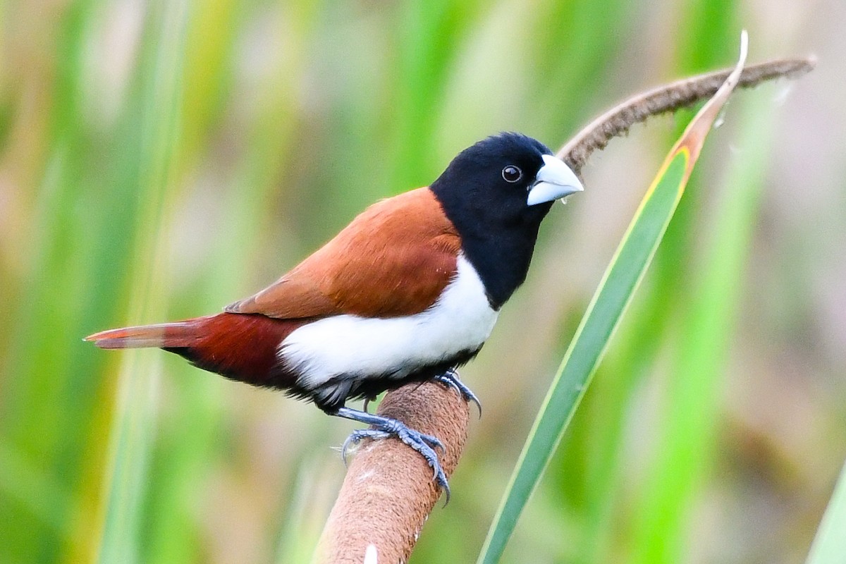 Tricolored Munia - ML620741364