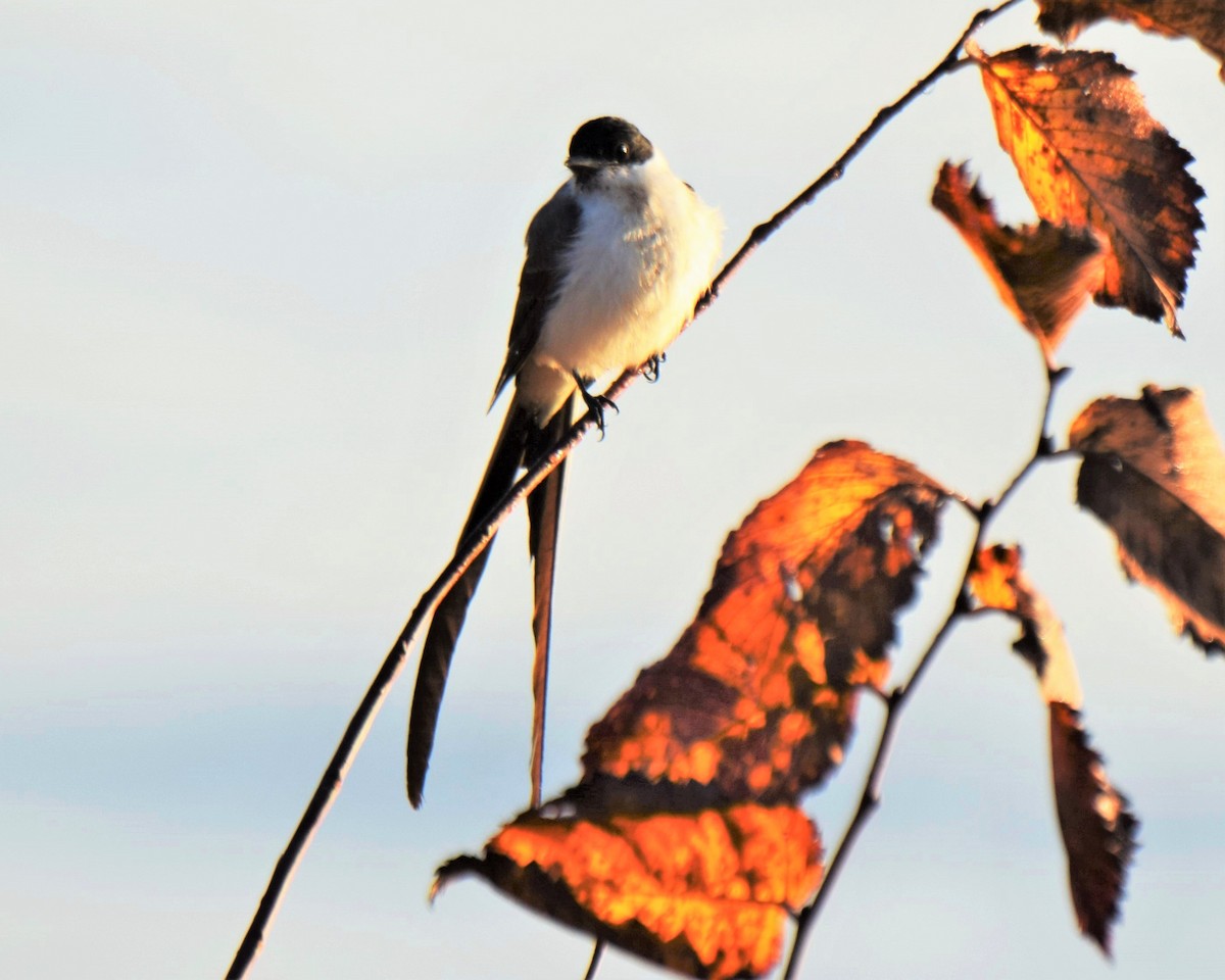 Fork-tailed Flycatcher - ML620741365