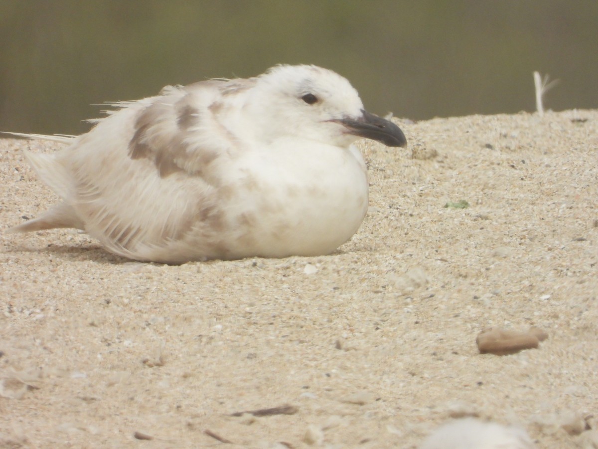 tanımsız Larus sp. - ML620741366