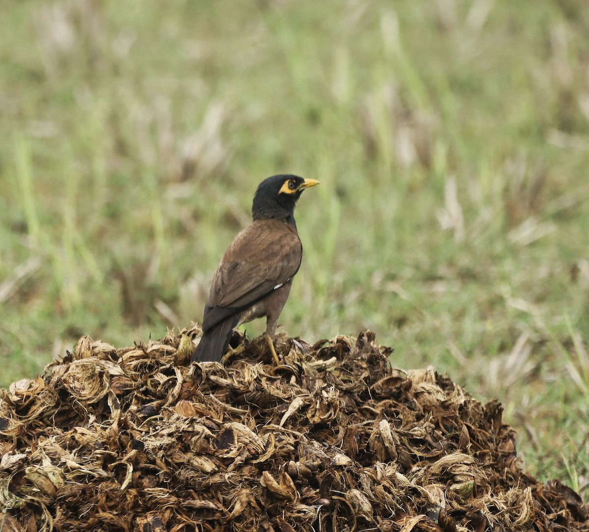 Common Myna - ML620741373