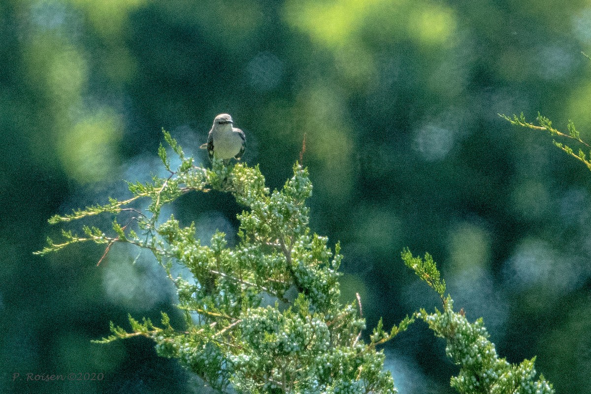 Northern Mockingbird - ML620741374