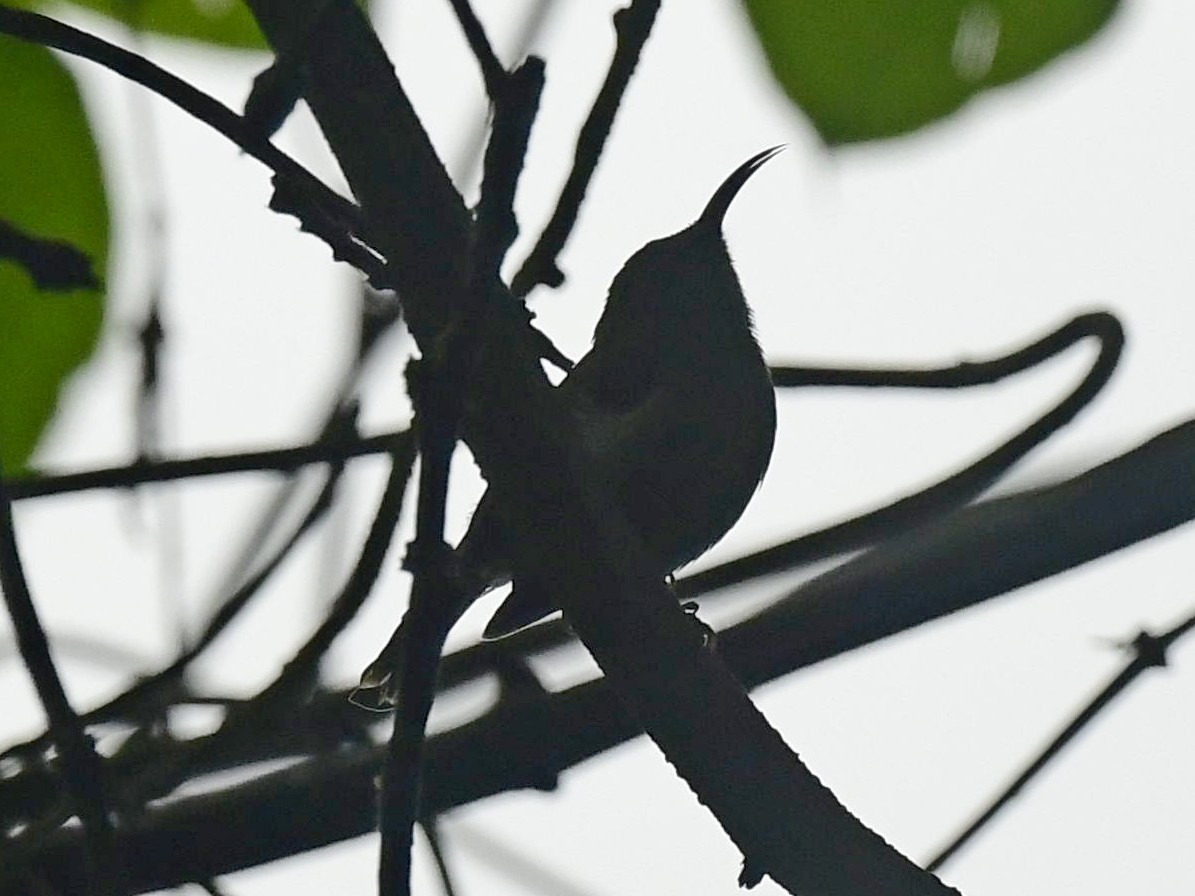 Black-throated Sunbird - ML620741394