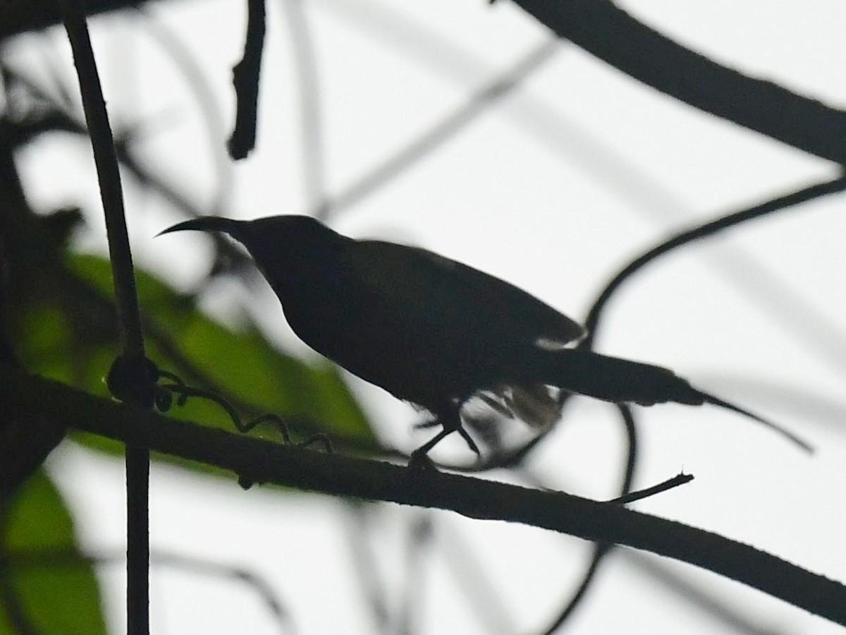 Black-throated Sunbird - Subhadra Devi