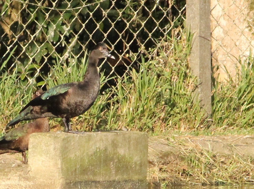 Muscovy Duck - ML620741400