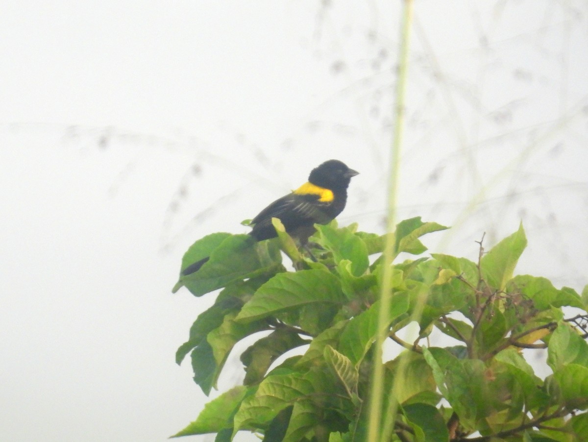 Yellow-mantled Widowbird - ML620741407