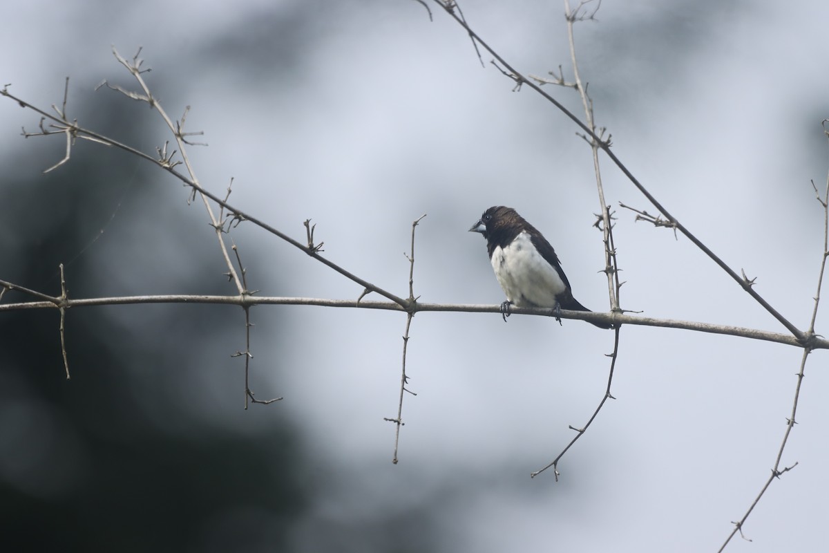 White-rumped Munia - ML620741408